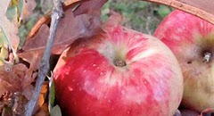 Rezepte, Rezepte